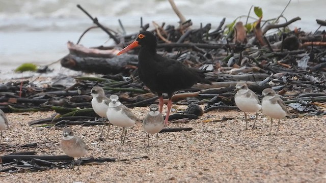 Sooty Oystercatcher - ML616085907