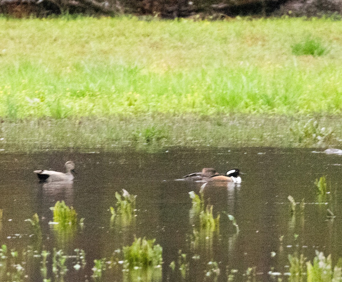 Hooded Merganser - ML616085908