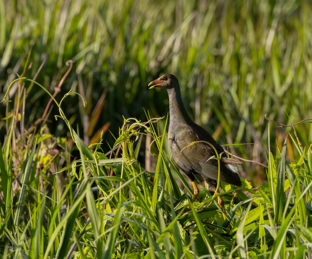 Purple Gallinule - Linda Burek