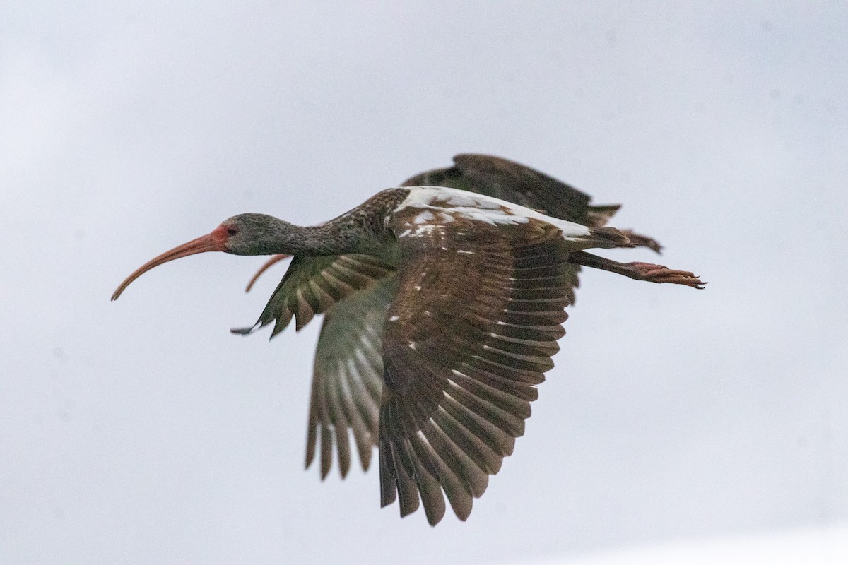 White Ibis - David Wetzel