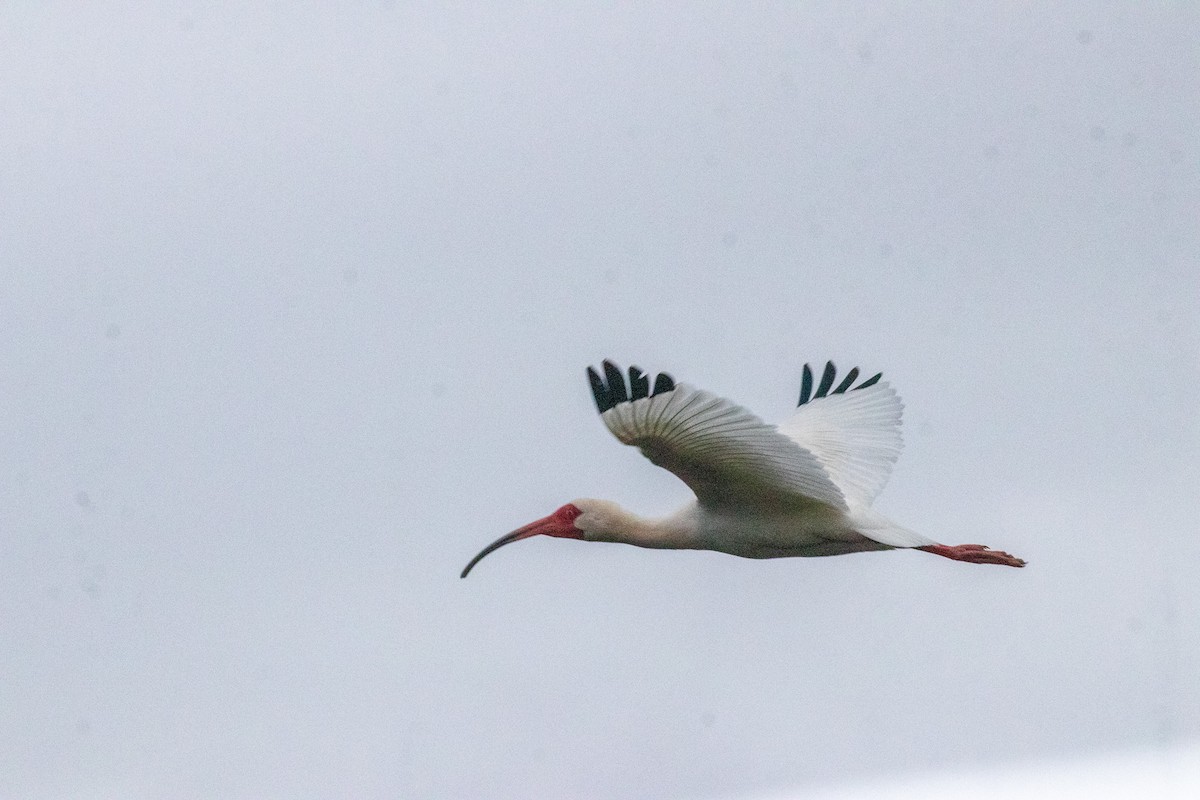 ibis bílý - ML616085956