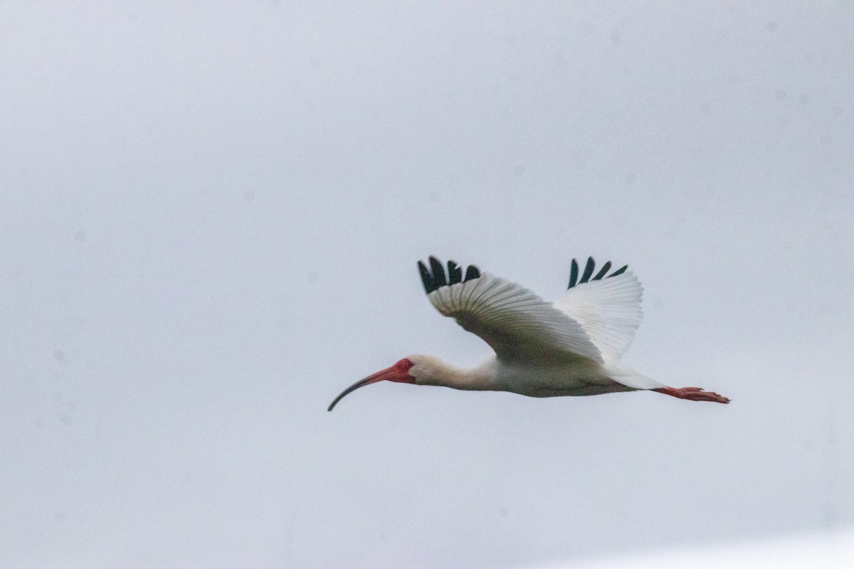 White Ibis - ML616085956