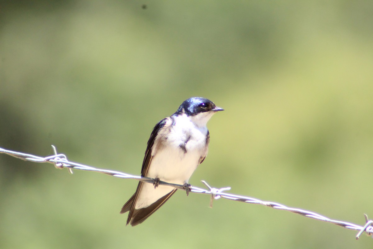 Chilean Swallow - ML616085957