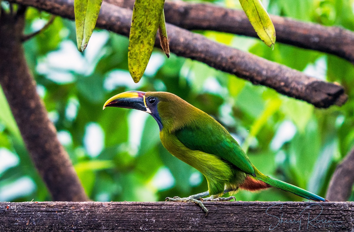 Northern Emerald-Toucanet - Sherry Rosen