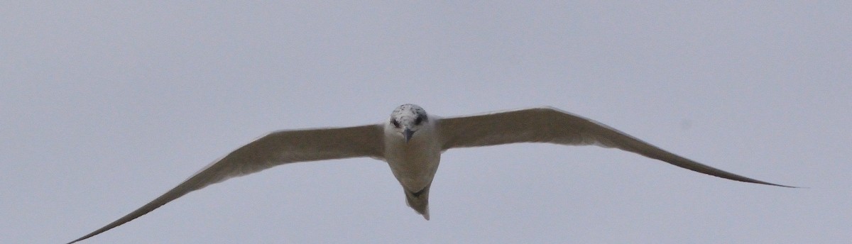 Whiskered Tern - ML616085974