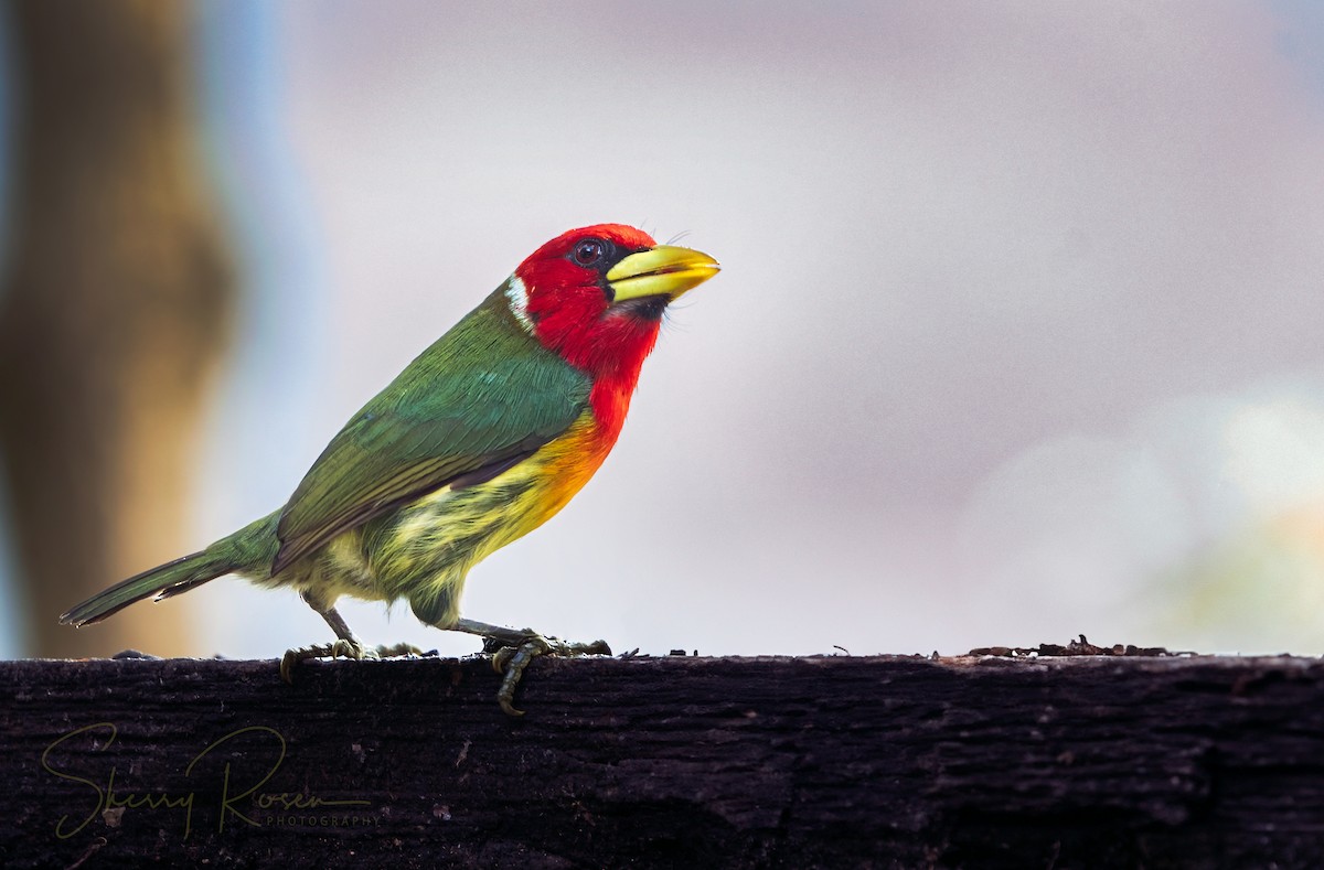 Red-headed Barbet - ML616085983