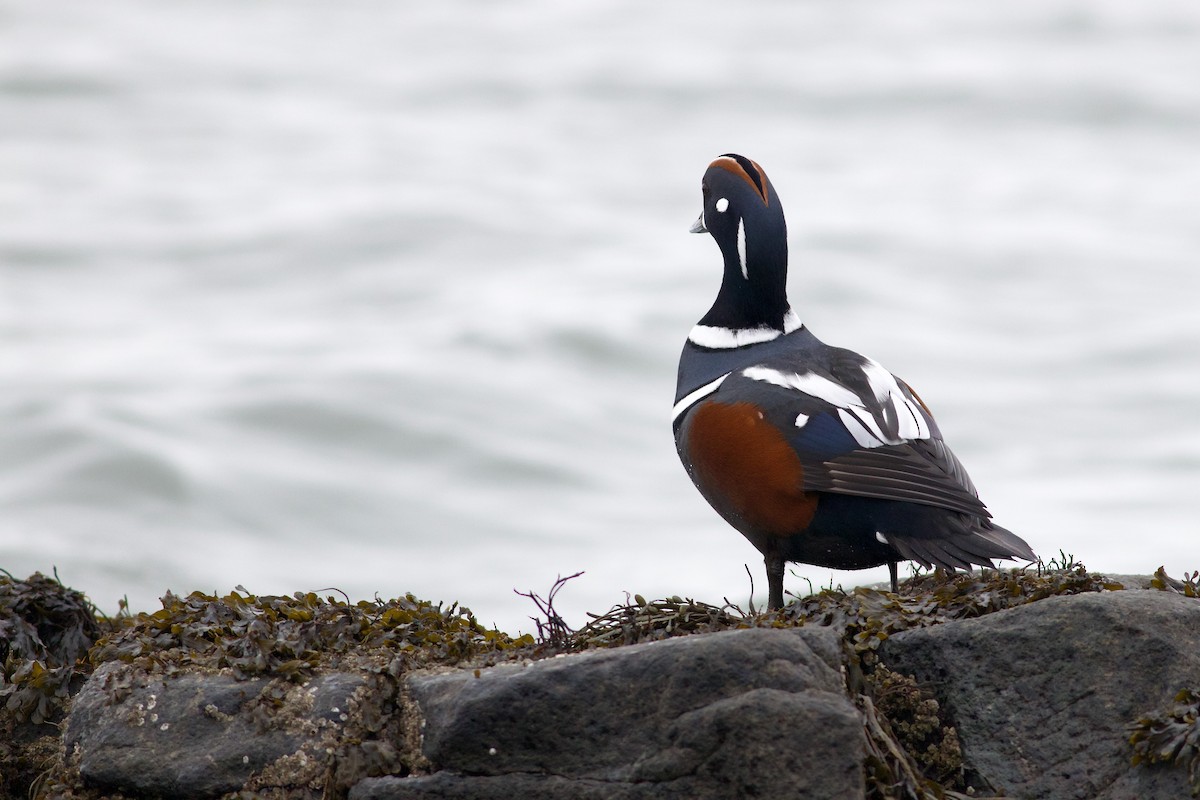 Harlequin Duck - George Forsyth