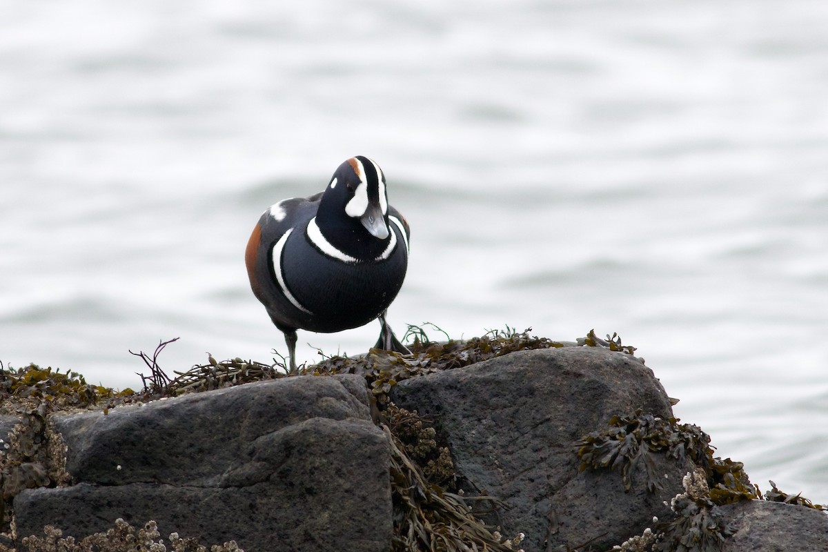 Harlequin Duck - George Forsyth