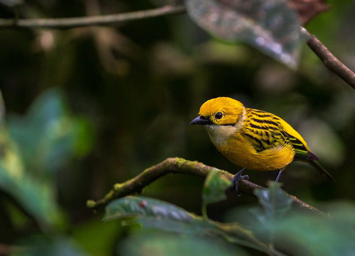 Silver-throated Tanager - Sherry Rosen