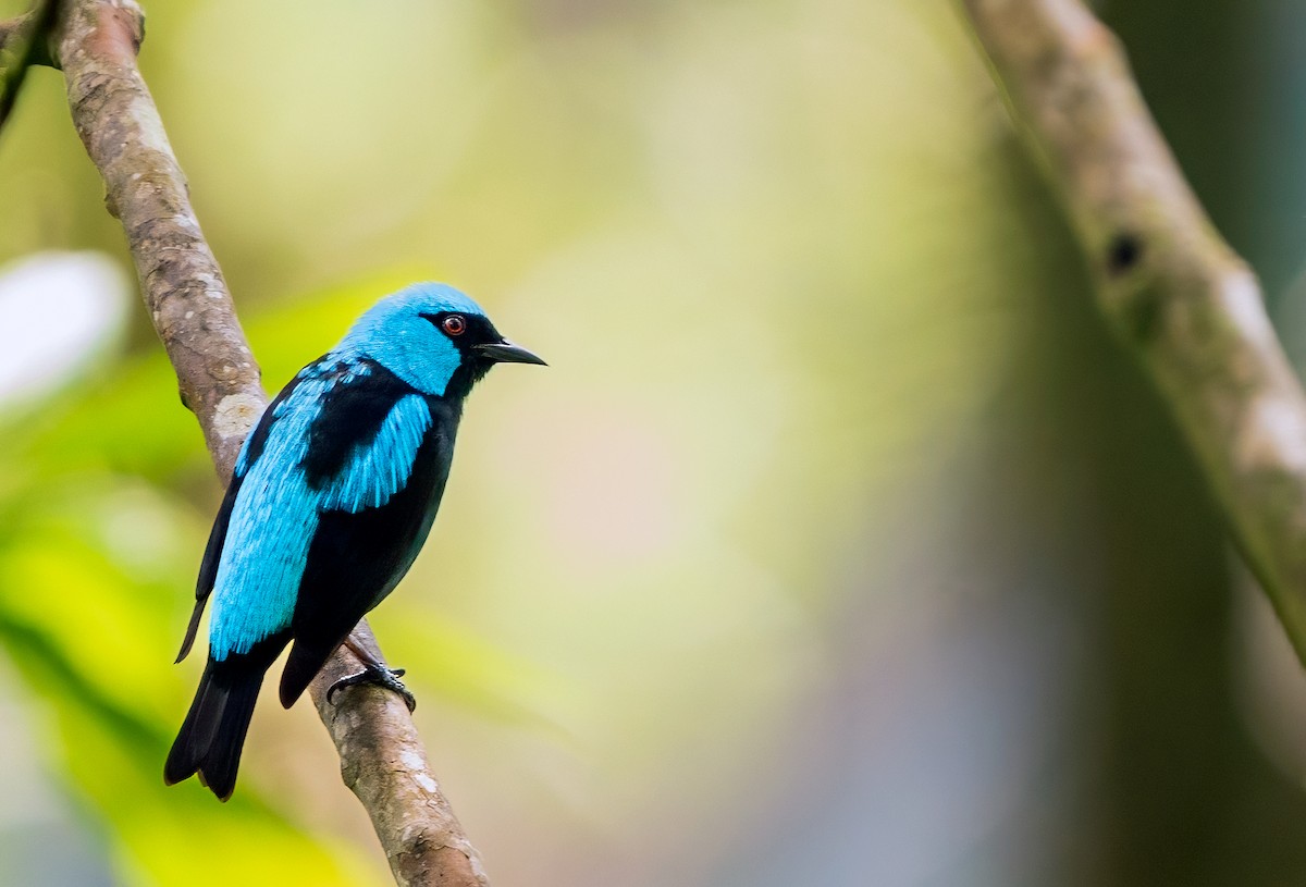 Scarlet-thighed Dacnis - ML616086095