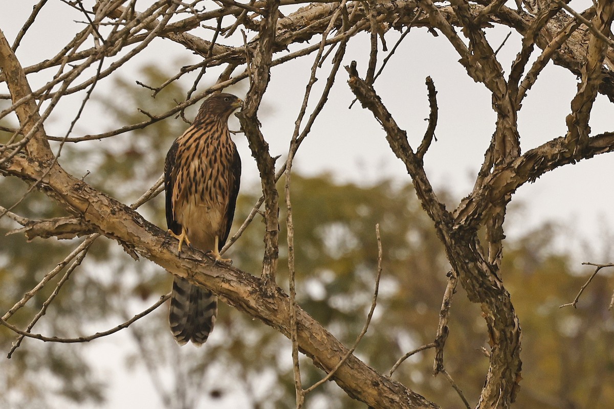 Black Goshawk - Stu Elsom