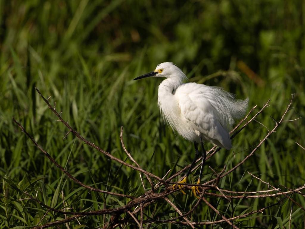 Snowy Egret - Linda Burek