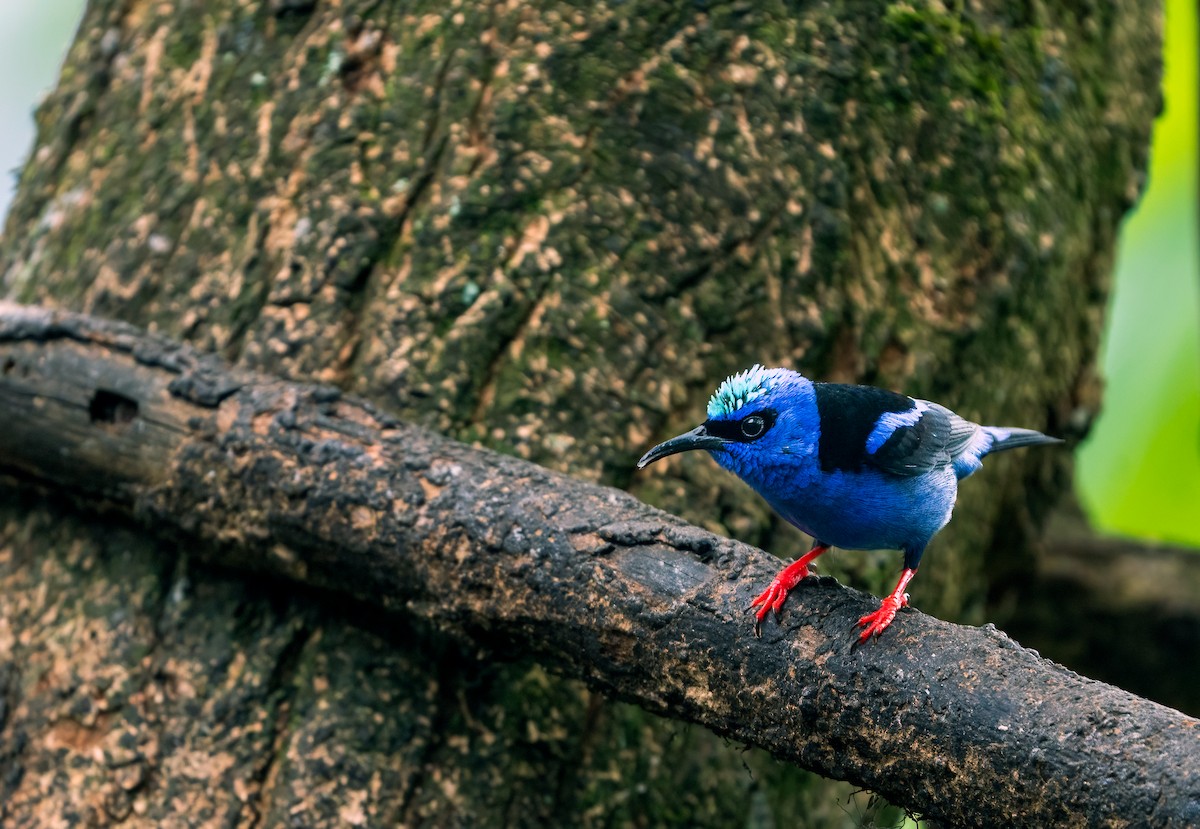 Red-legged Honeycreeper - ML616086112