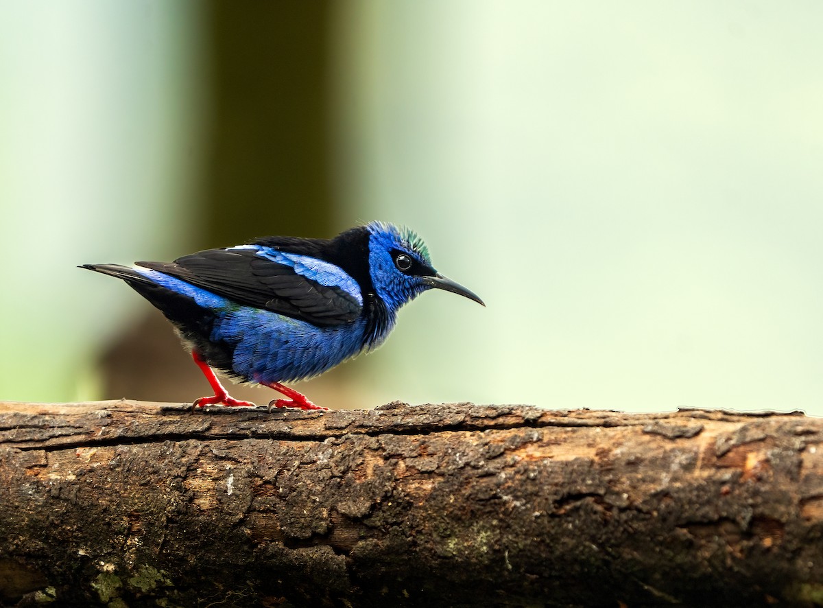 Red-legged Honeycreeper - ML616086115