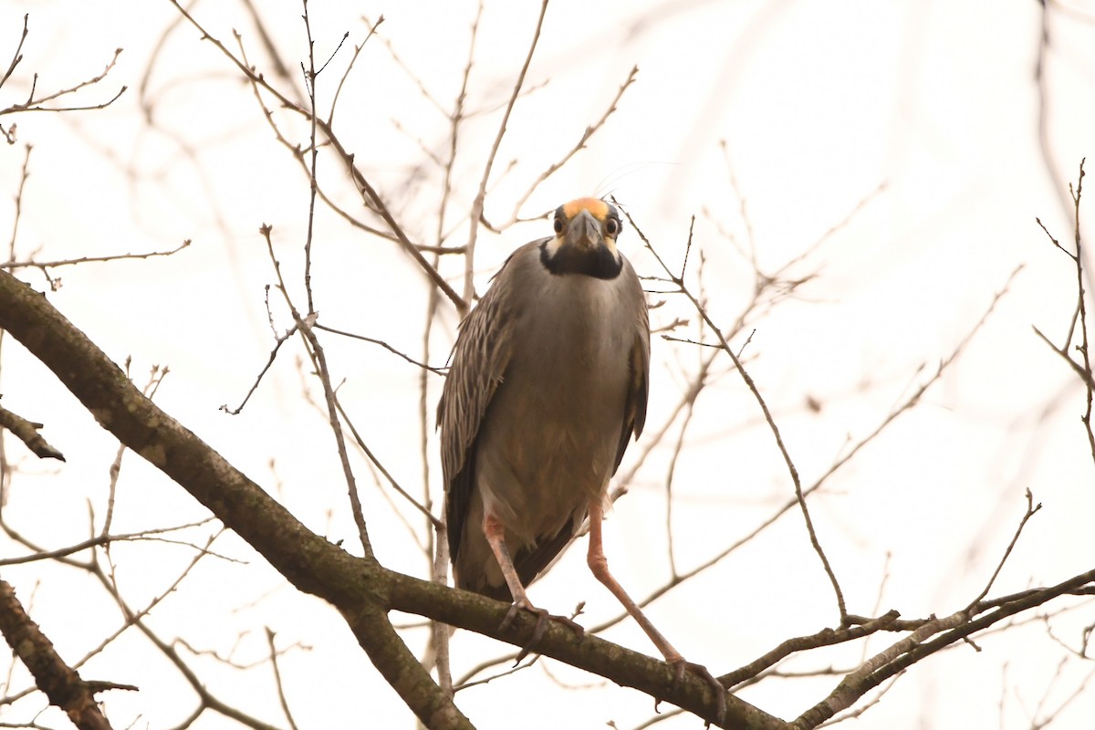 Yellow-crowned Night Heron - ML616086121