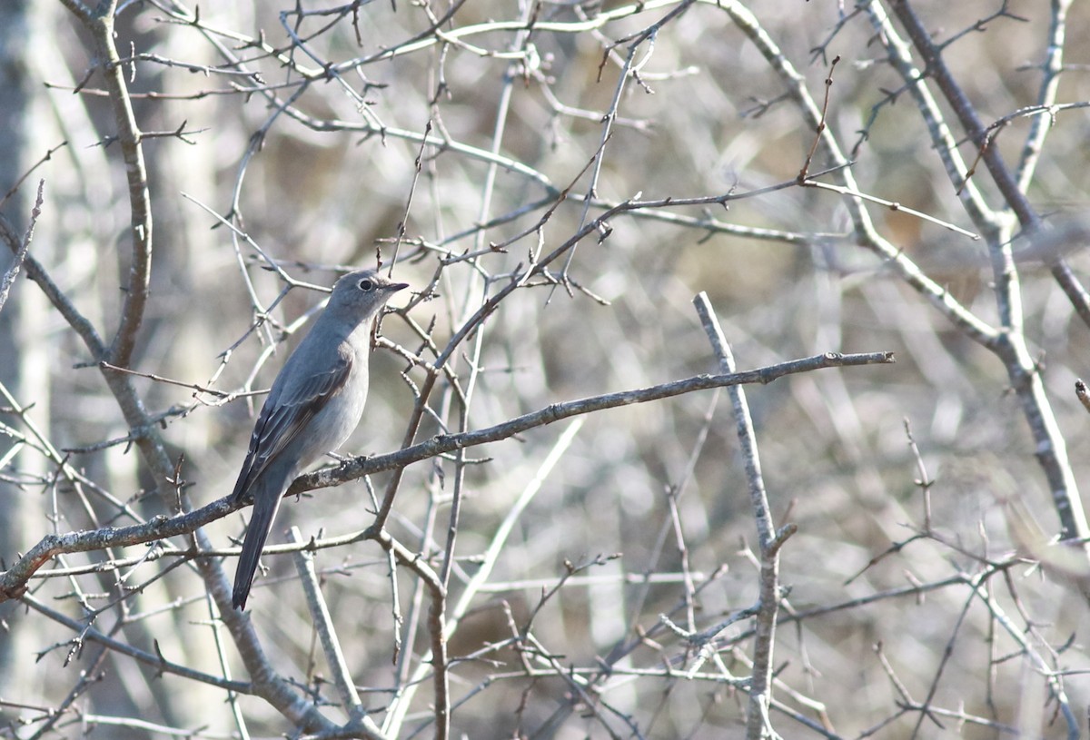 Townsend's Solitaire - ML616086139