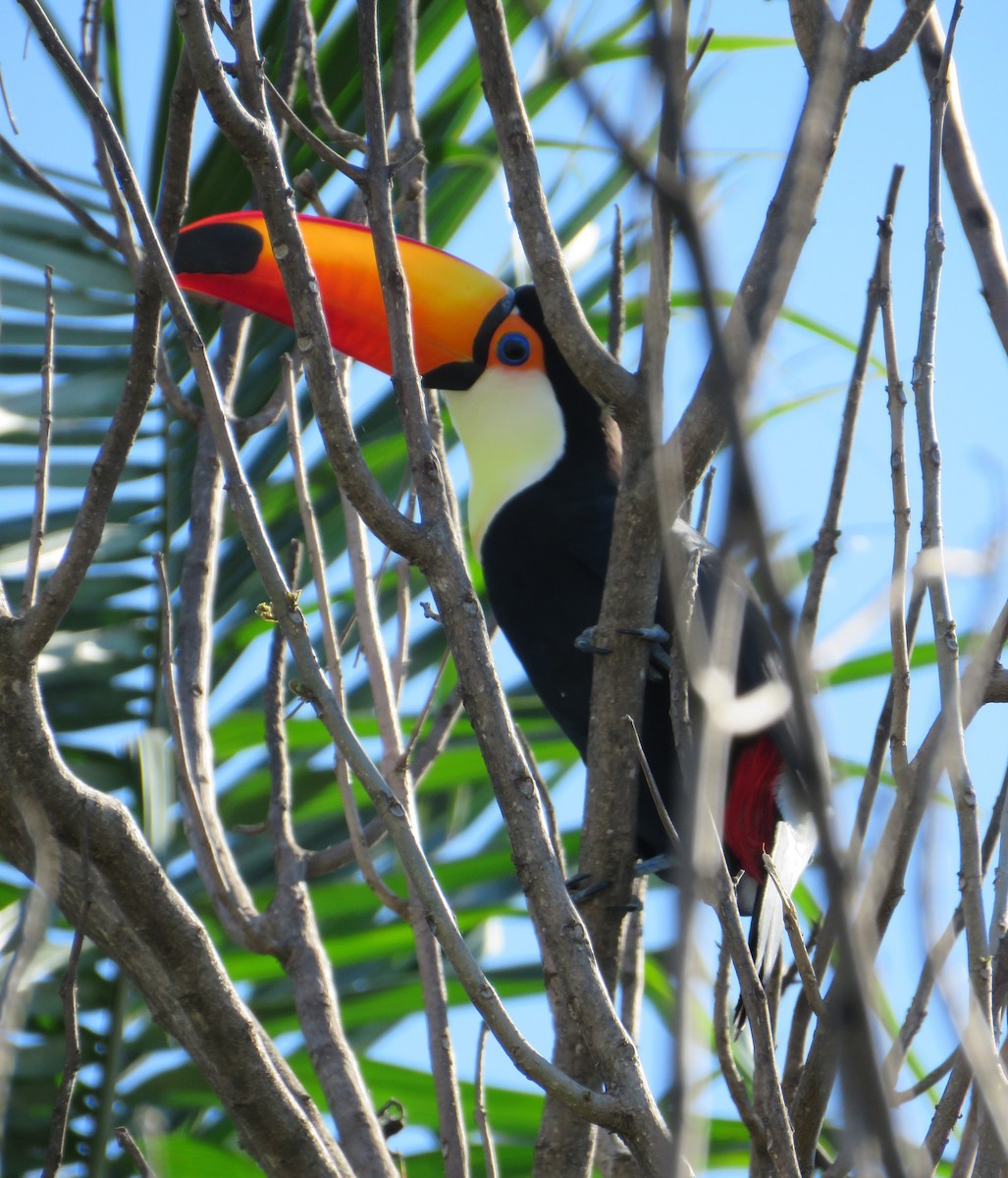 Toco Toucan - ML616086142