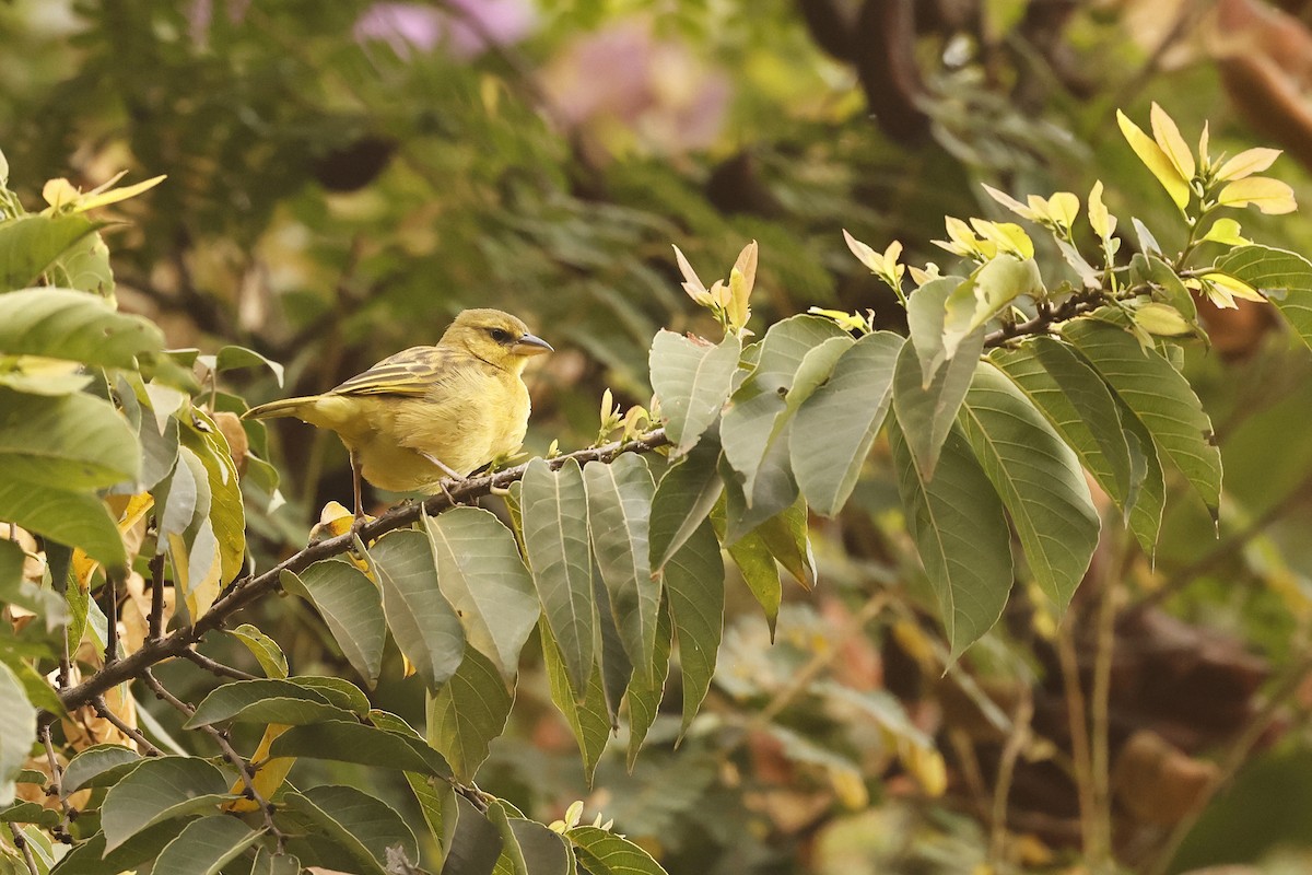 Taveta Golden-Weaver - ML616086153