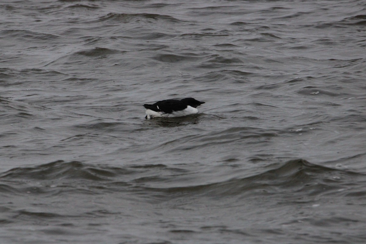 Thick-billed Murre - ML616086177