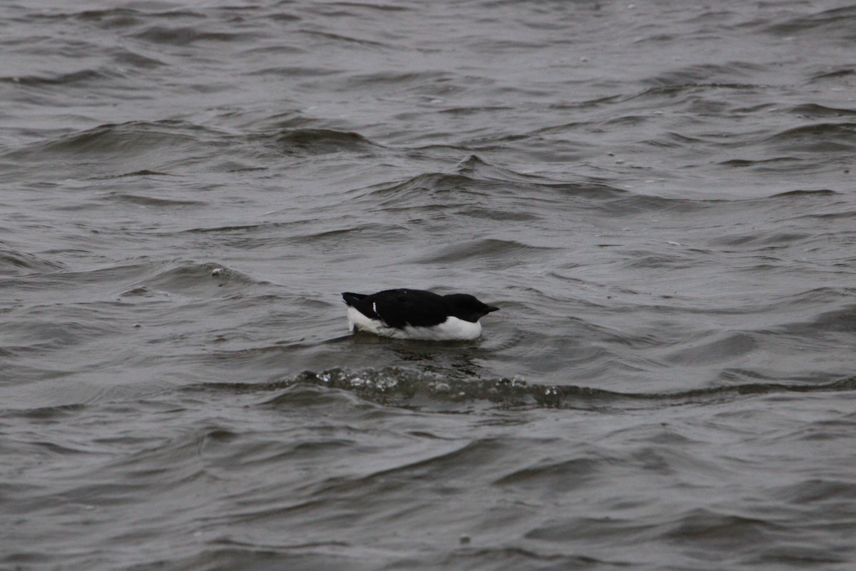 Thick-billed Murre - ML616086180