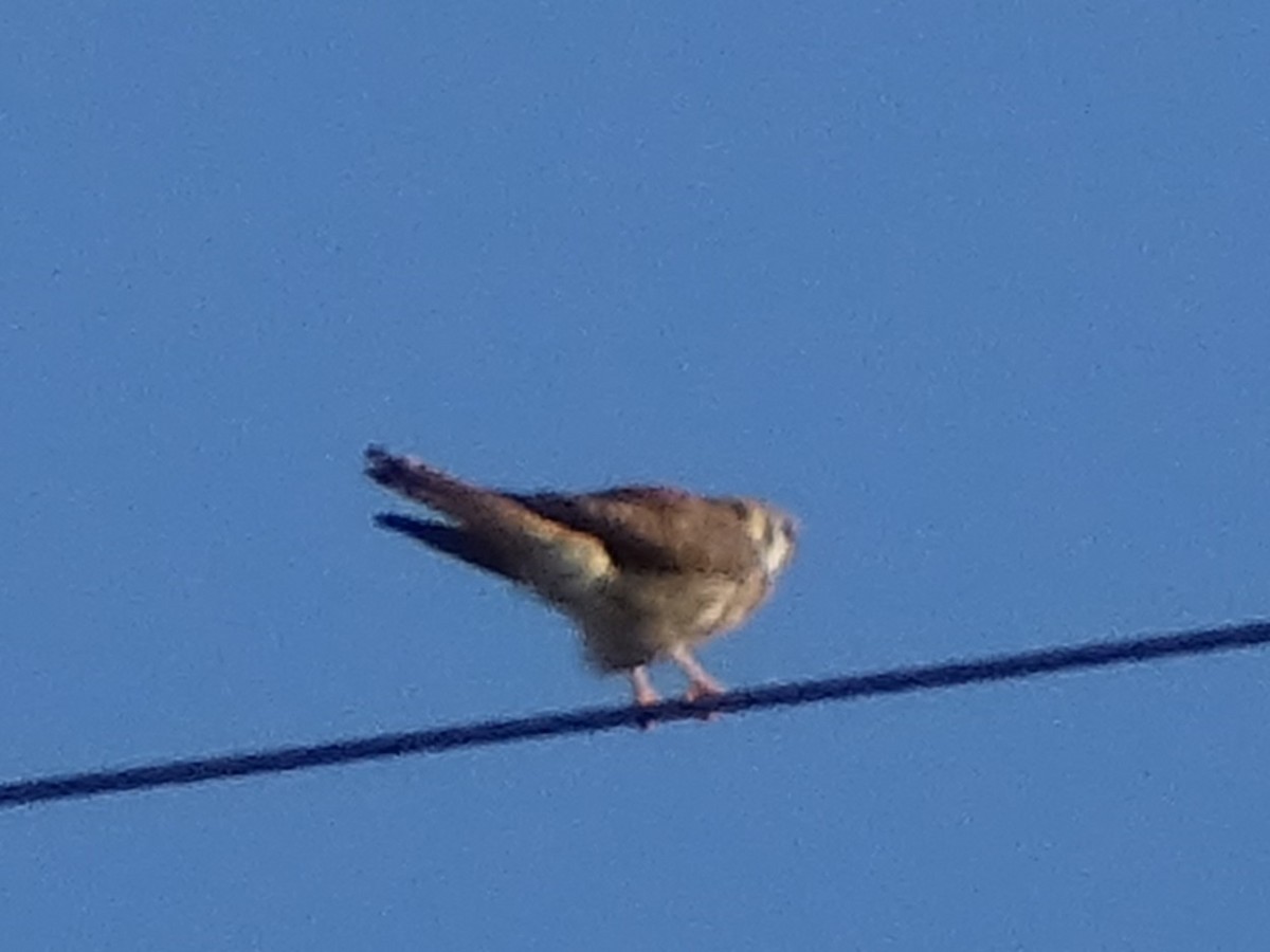 American Kestrel - ML616086206