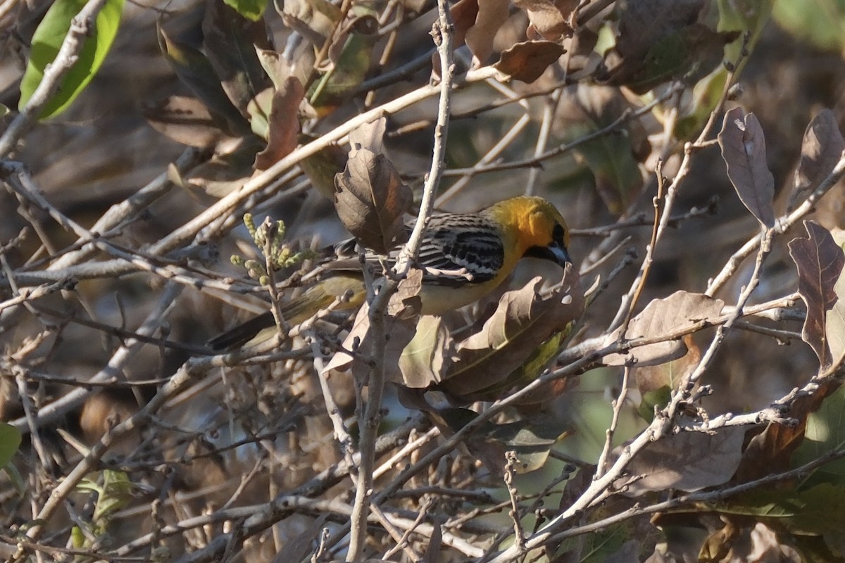 Streak-backed Oriole - Oscar Vazquez