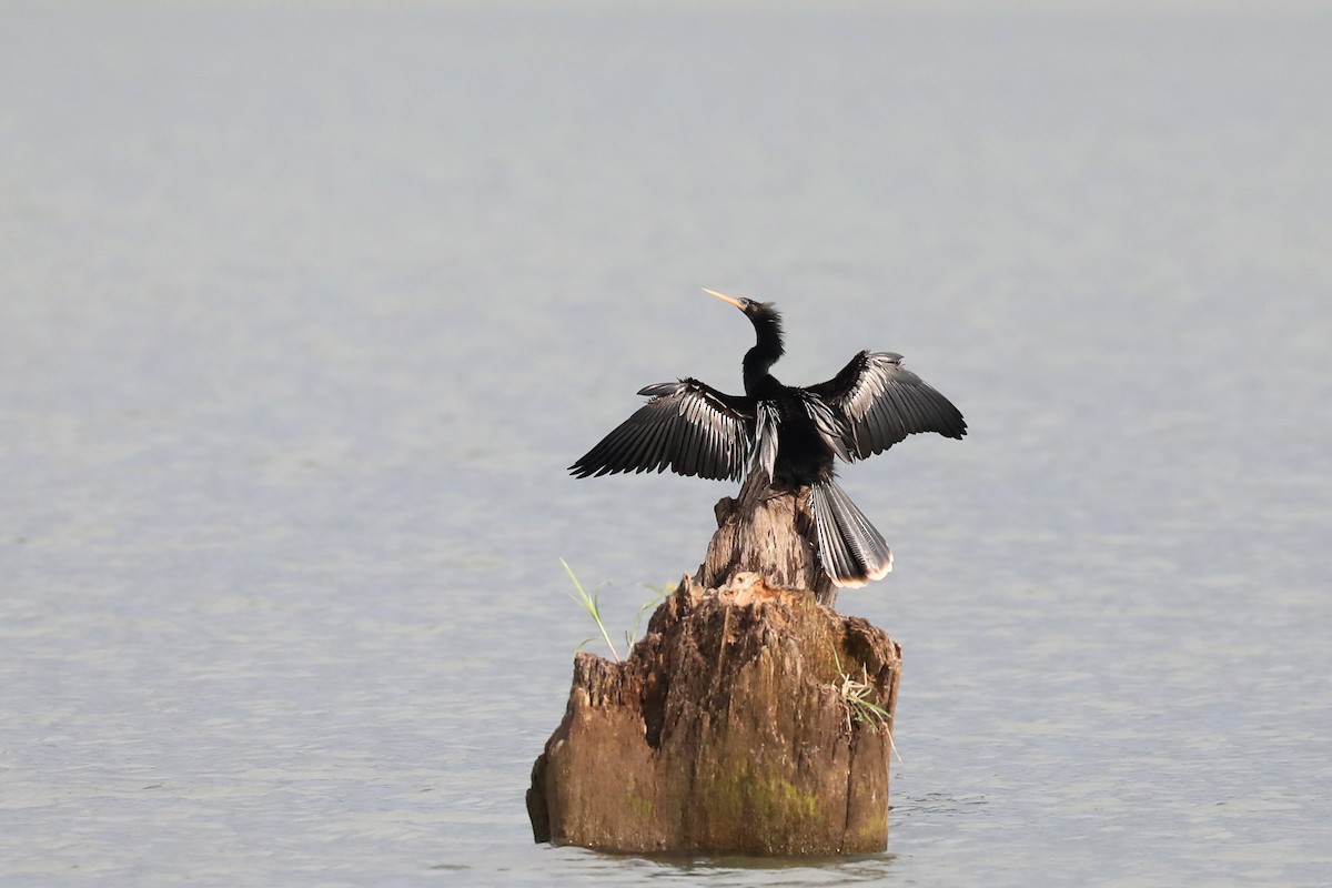 Anhinga - ML616086212