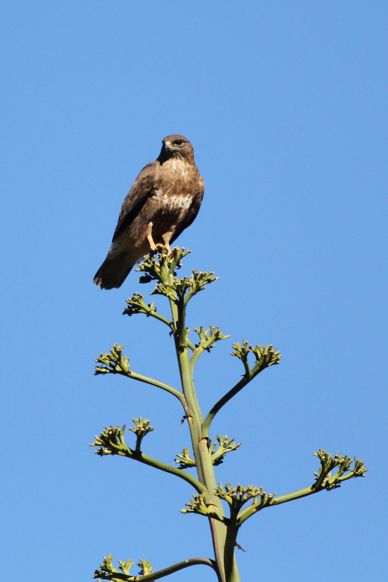 Common Buzzard (Canary Is.) - ML616086228