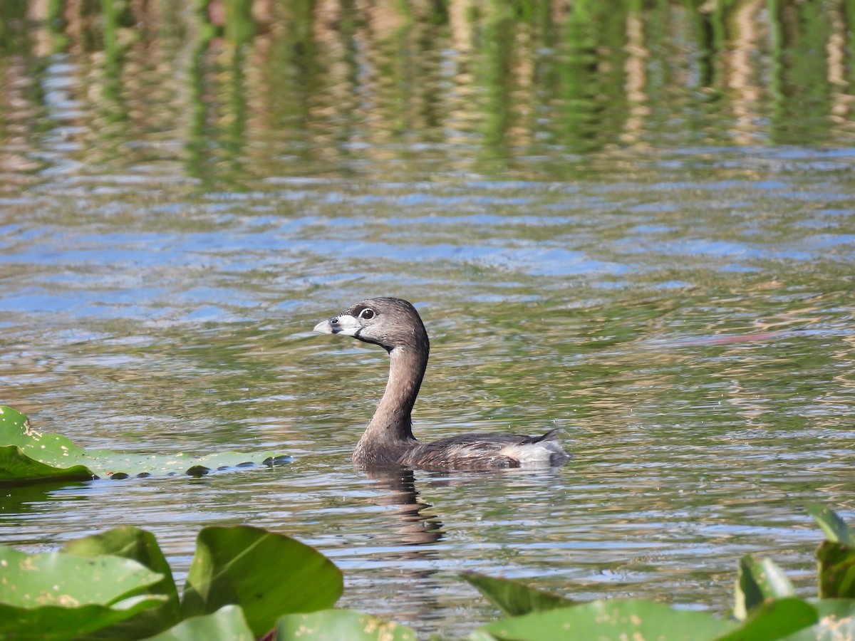 Pied-billed Grebe - ML616086236