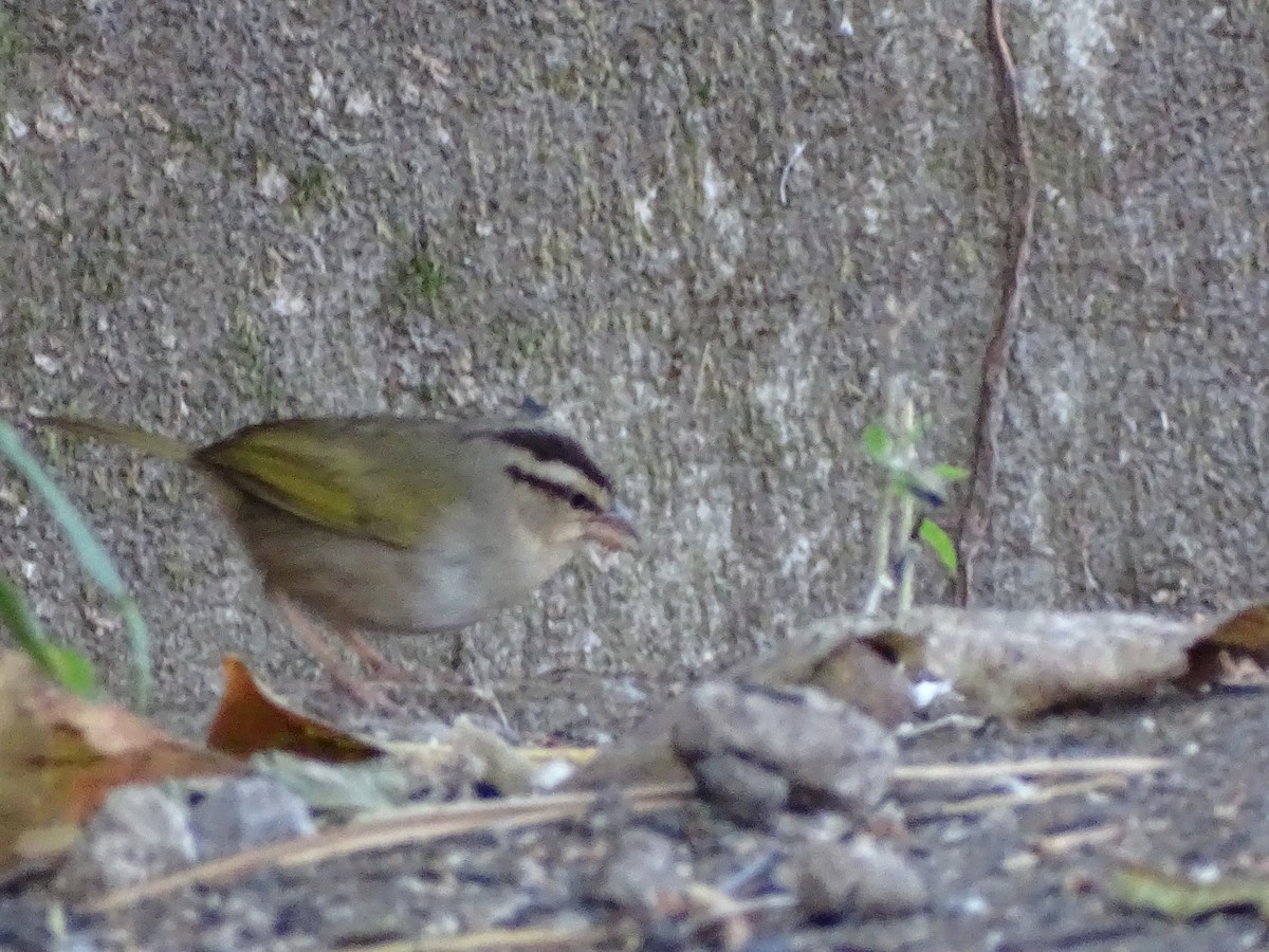 Olive Sparrow - Richard Cannings