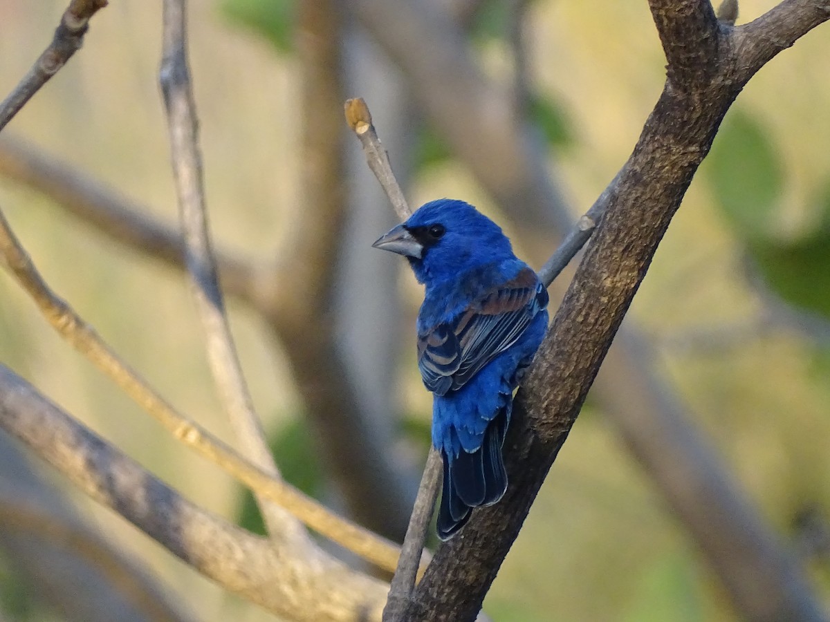 Guiraca bleu - ML616086290