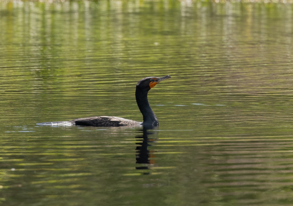 Double-crested Cormorant - Linda Burek