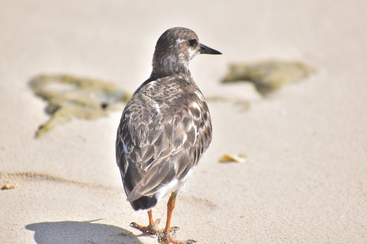 Ruddy Turnstone - ML616086364