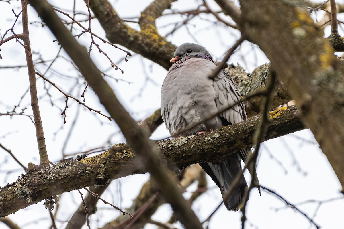 Pigeon colombin - ML616086374