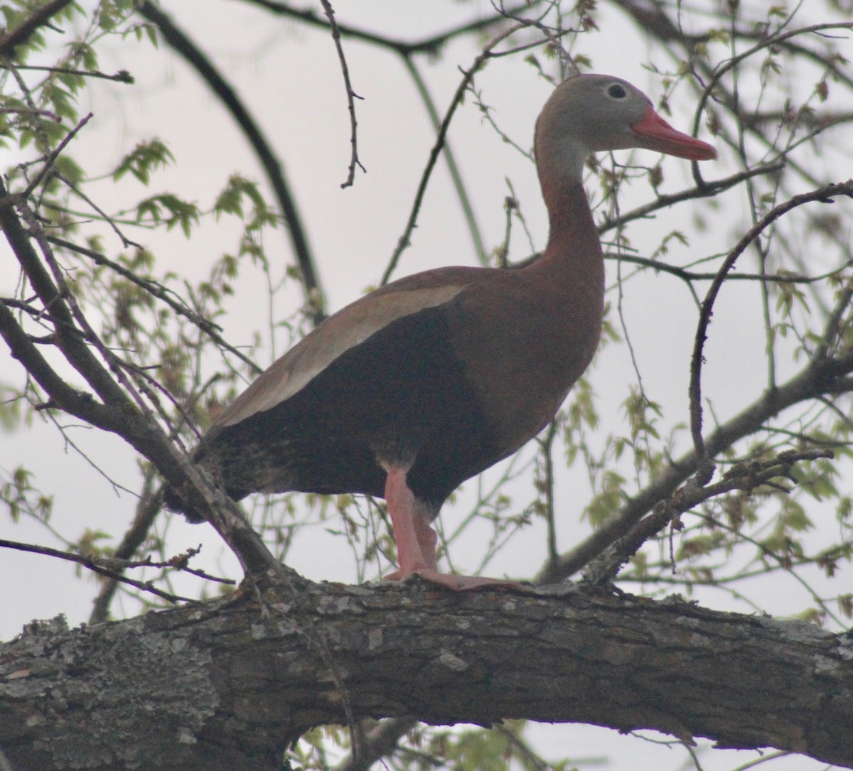 Black-bellied Whistling-Duck - ML616086378