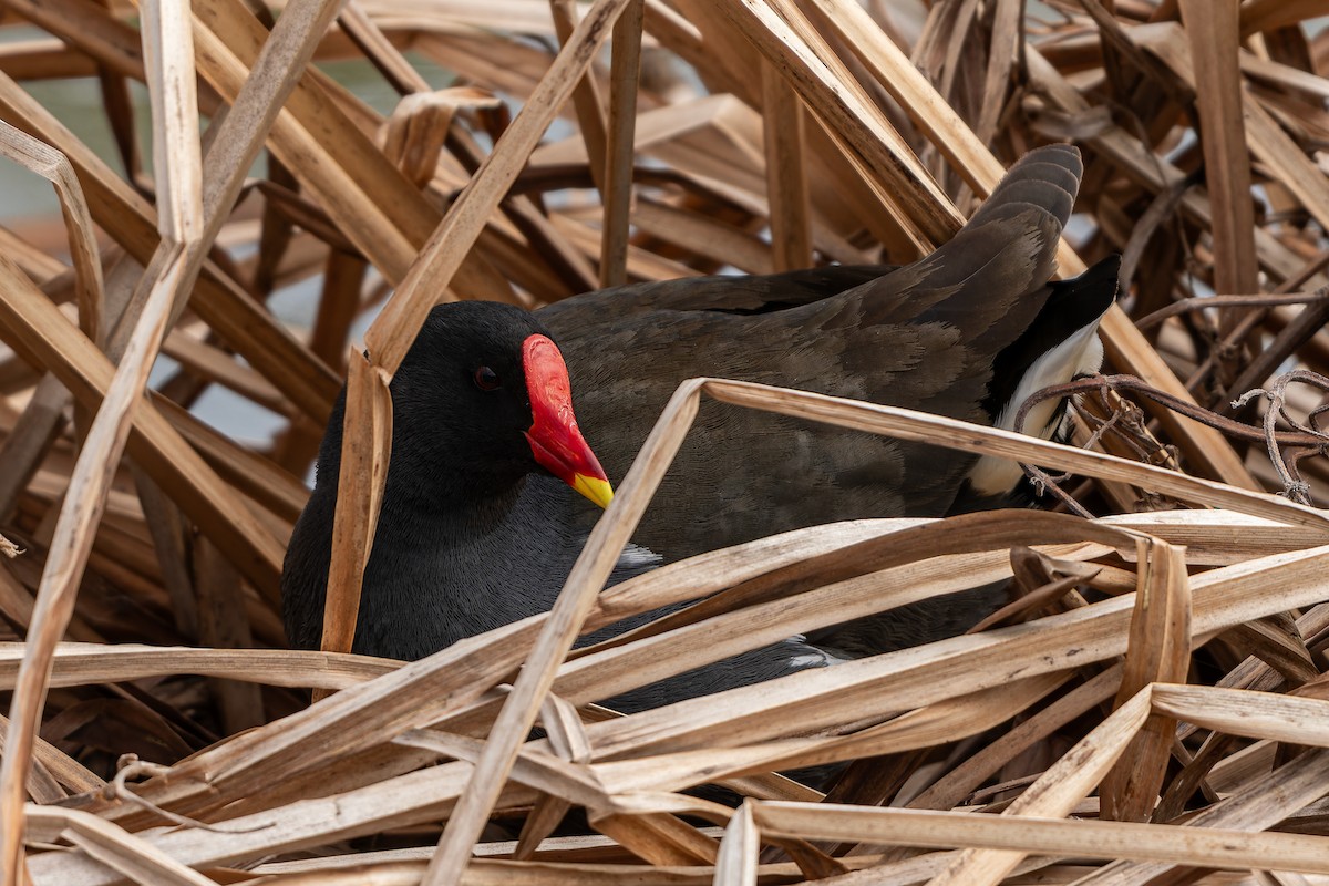 Gallinule poule-d'eau - ML616086380