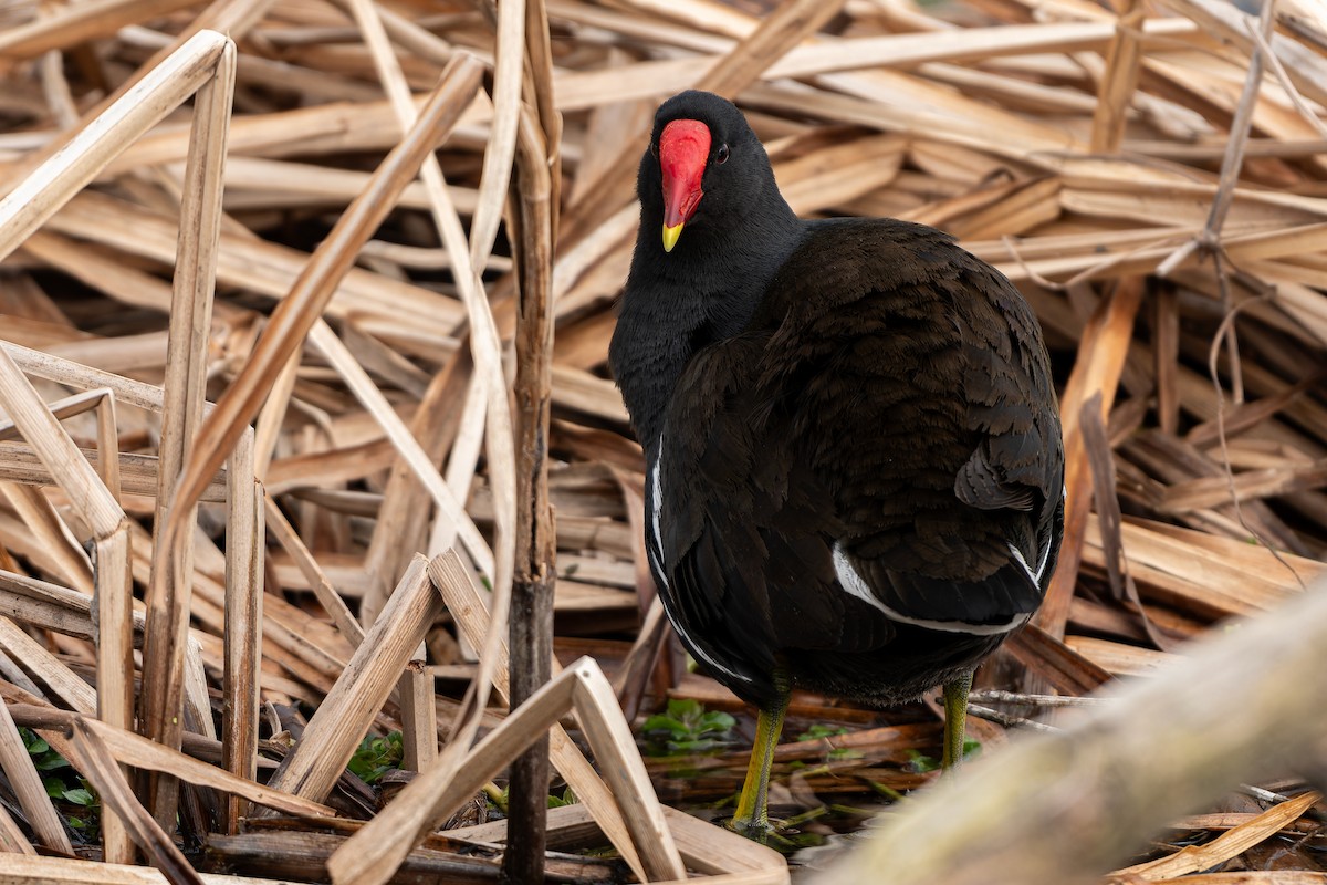 Eurasian Moorhen - ML616086381