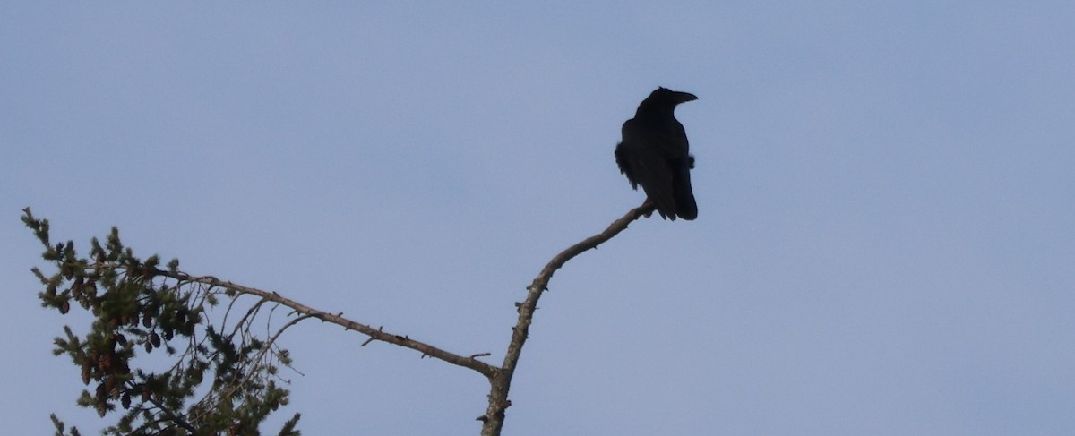 Common Raven - ML616086397