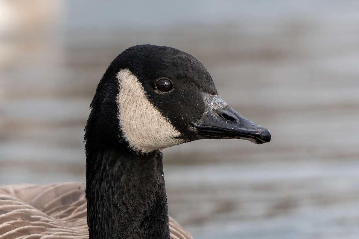 Barnacla Canadiense Grande (grupo canadensis) - ML616086401