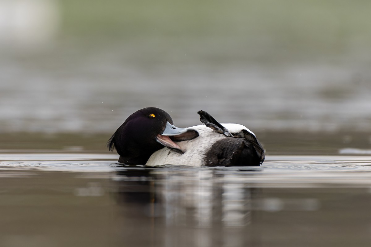 Tufted Duck - ML616086408