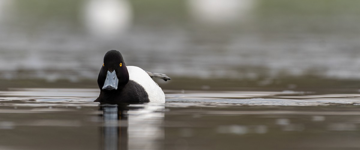 鳳頭潛鴨 - ML616086409