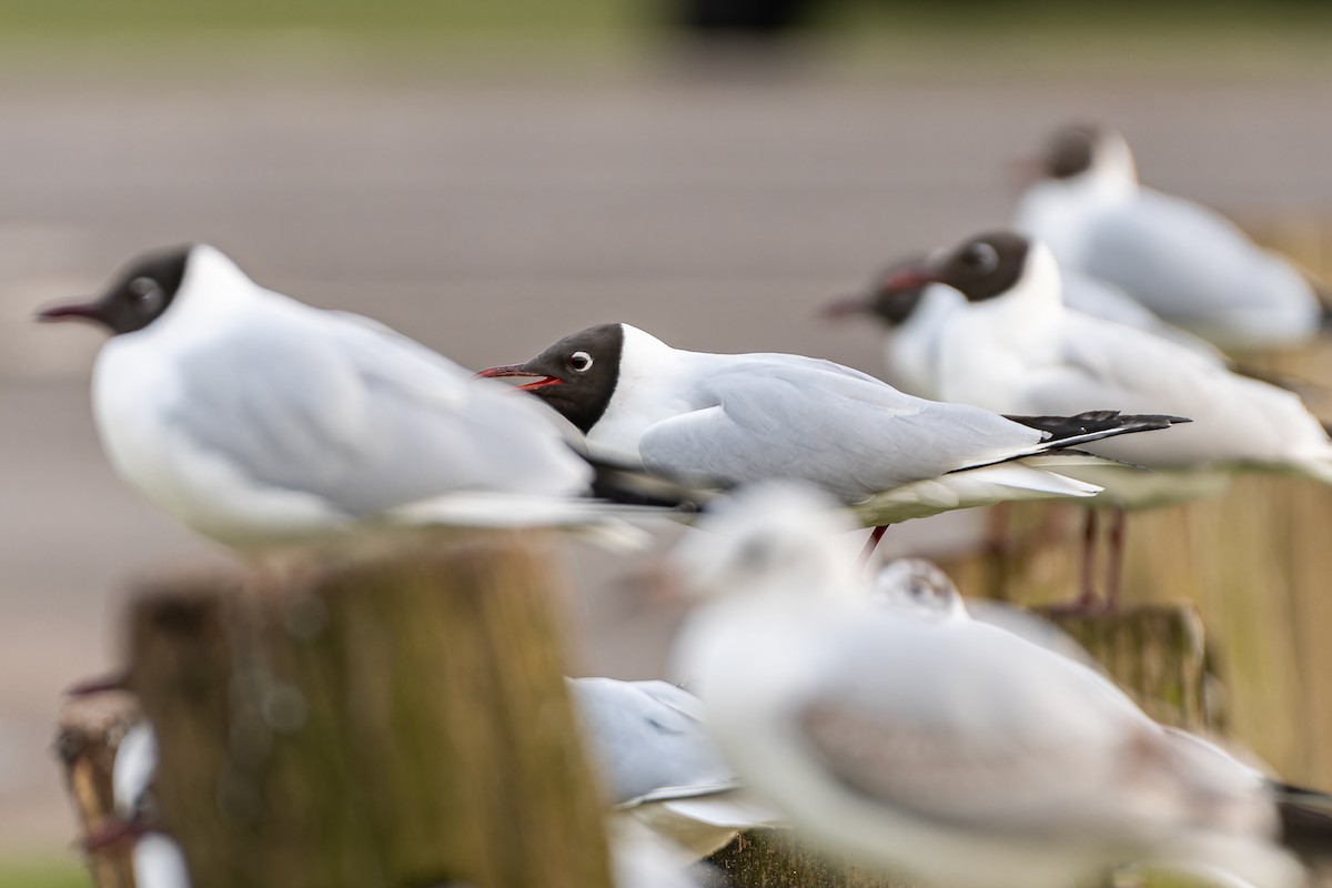 Black-headed Gull - ML616086422