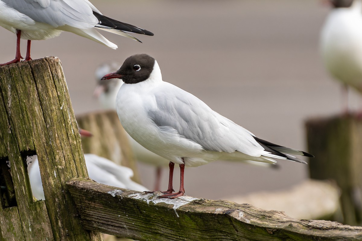 Black-headed Gull - ML616086423