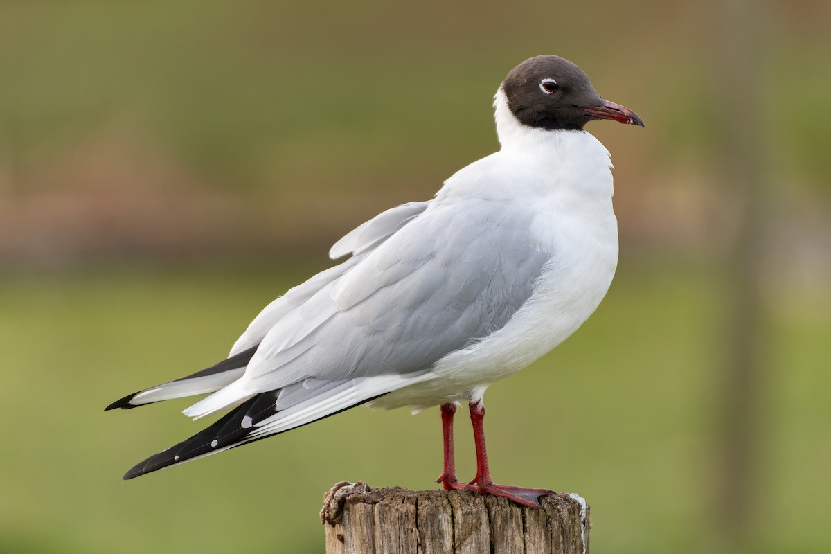 Black-headed Gull - ML616086424