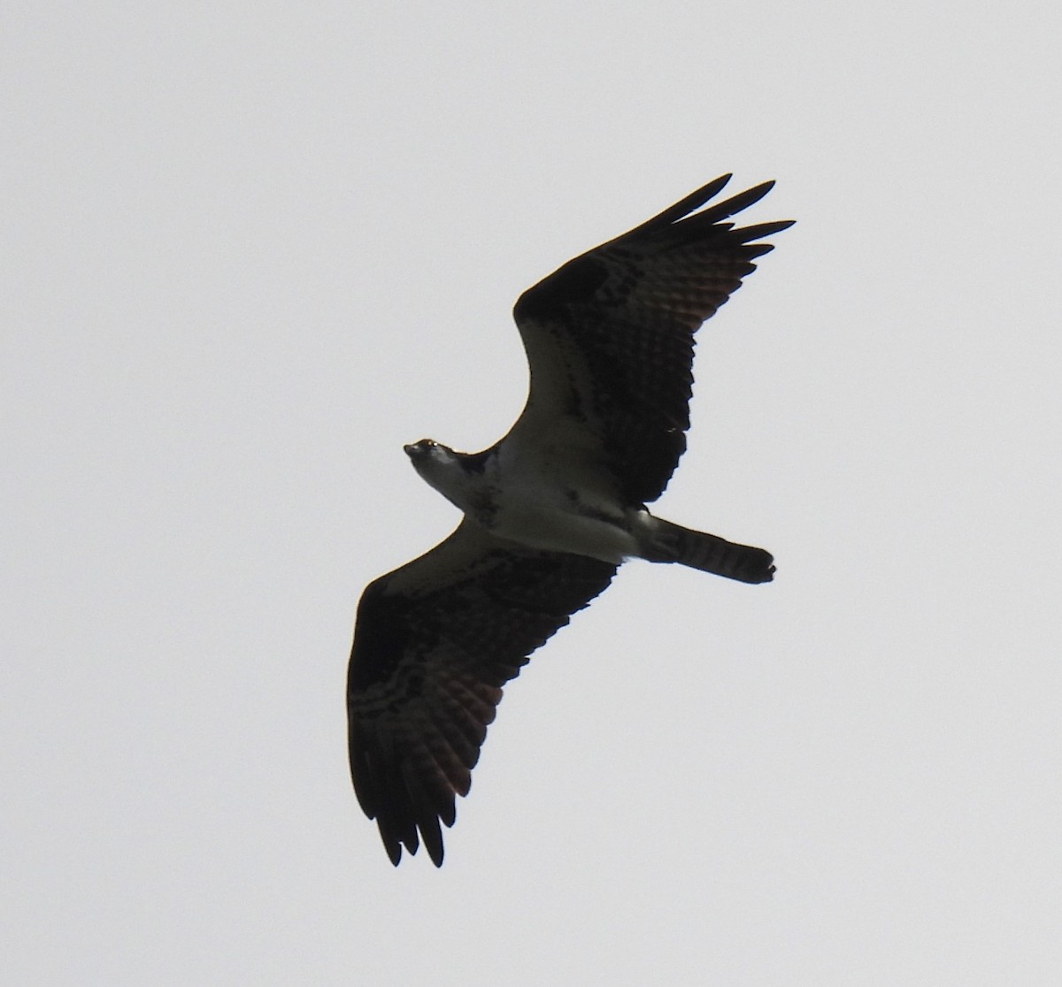 Balbuzard pêcheur - ML616086437