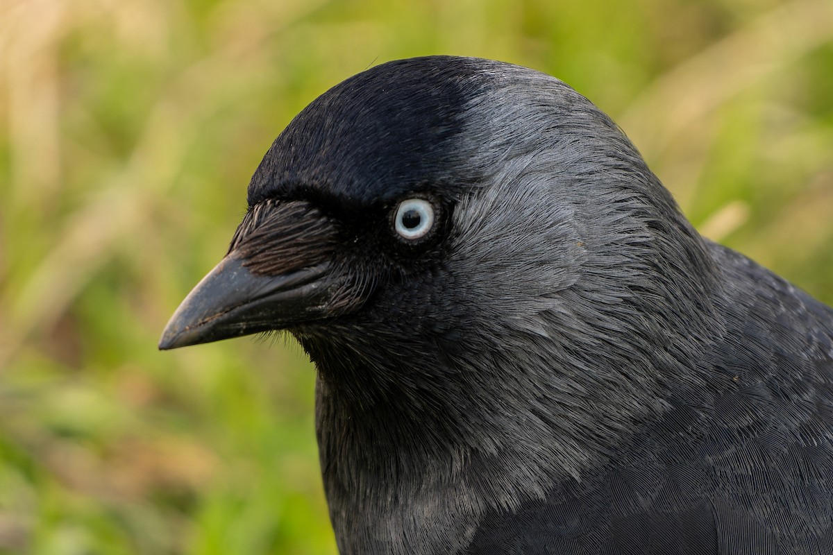 Eurasian Jackdaw - ML616086438