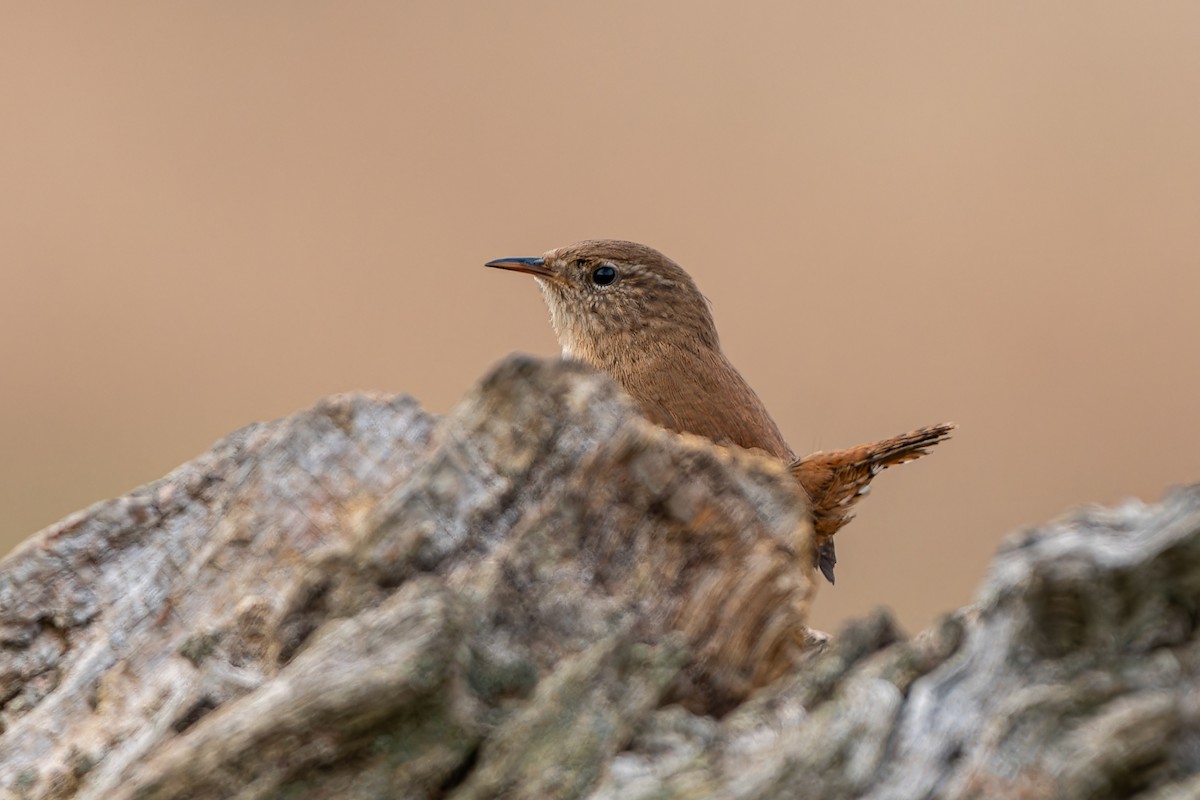 Eurasian Wren (British) - ML616086444