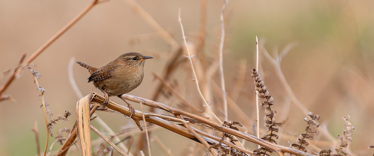 Chochín Paleártico (indigenus) - ML616086445