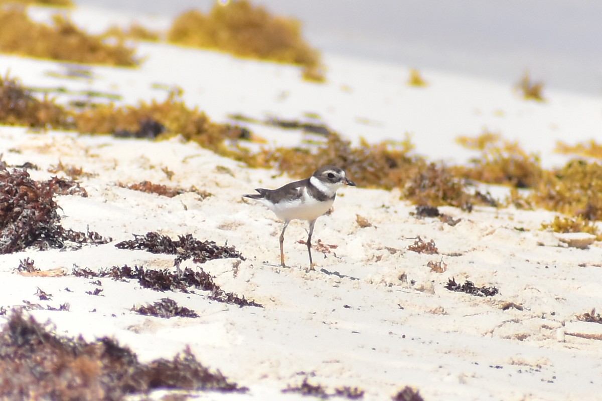 Semipalmated Plover - ML616086470