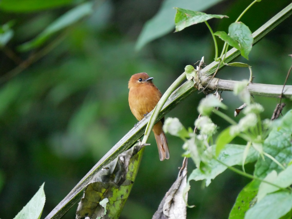 Cinnamon Flycatcher - Brett Hartl